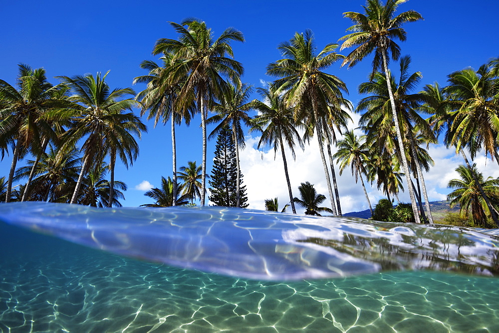 Split view with ocean and palm trees, Lanai, Hawaii, United States of America