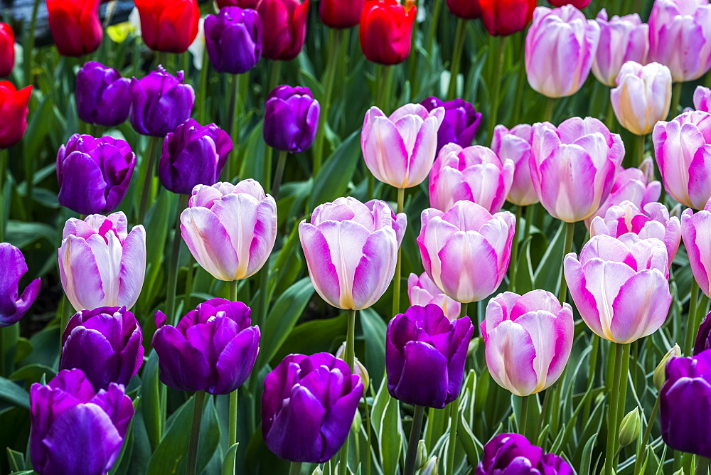 Close-up of tulips growing in a flower bed, Mount Vernon, Washington, United States of America