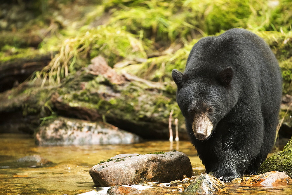 Black bear (Ursus americanus) fishing in the Great Bear Rainforest, Hartley Bay, British Columbia, Canada