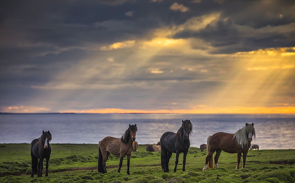 Icelandic horses standing in a row on the shore at sunset, Hofsos, Iceland