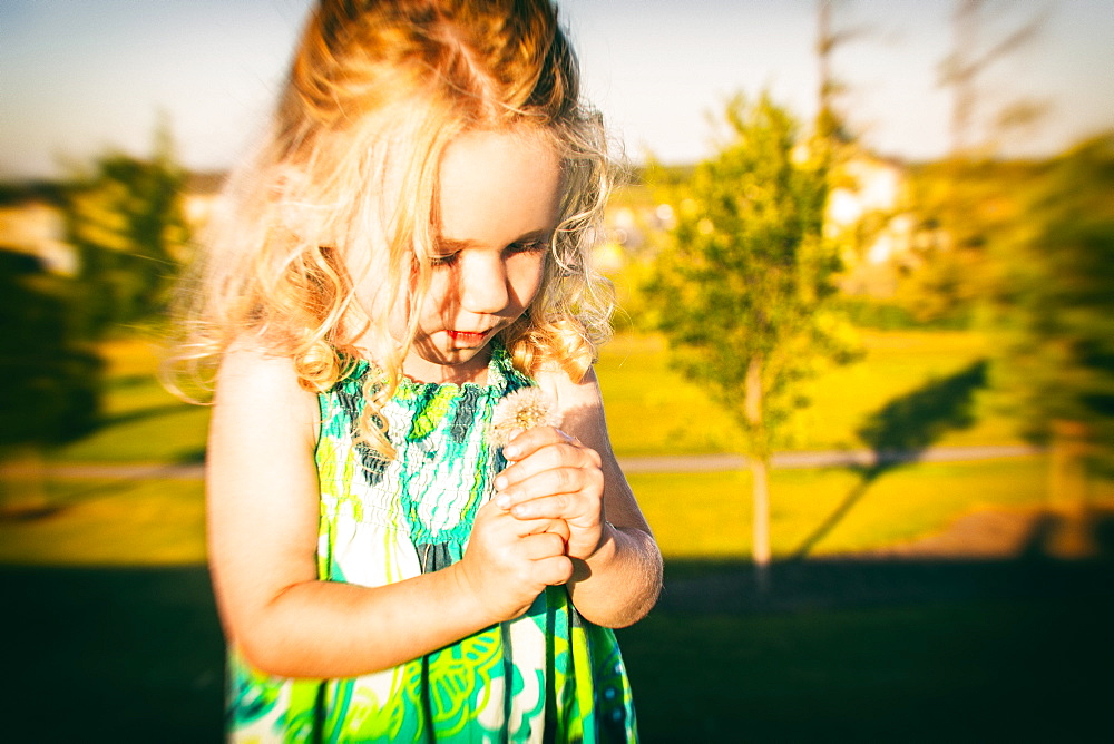 A cute little girl looking at a dandelion in a park late in the afternoon of a warm fall day, Spruce Grove, Alberta, Canada