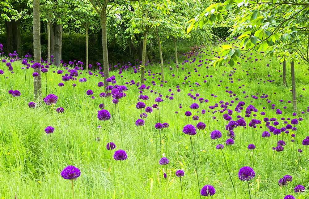 Field of alliums (Purple sensation) in The Cherry Orchard of The Alnwick Garden, Northumberland,England