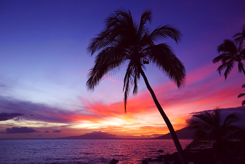 Palm tree at sunset, Wailea, Maui, Hawaii, United States of America