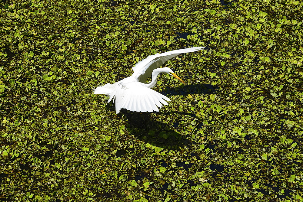 Great egret (Ardae alba) landing on a swamp, Sarasota County, Florida, United States of America