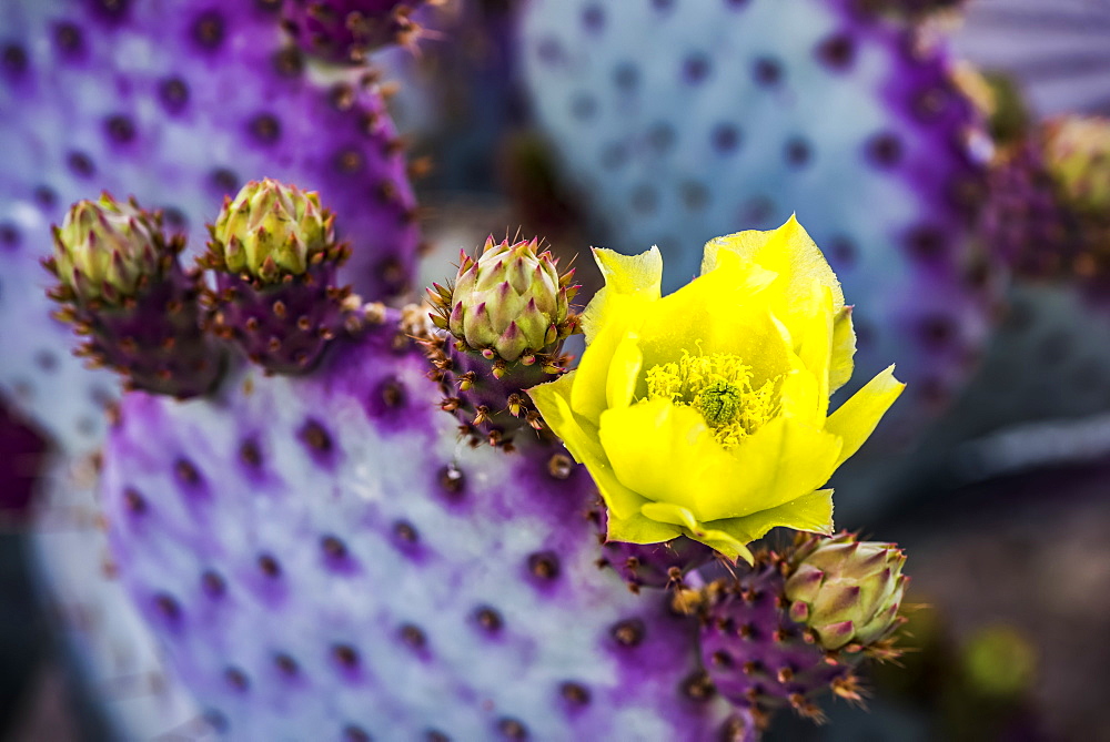 The pollen laden center in the yellow bloom of a Prickly Pear Cactus (Opuntia) flower and future buds, Arizona, United States of America