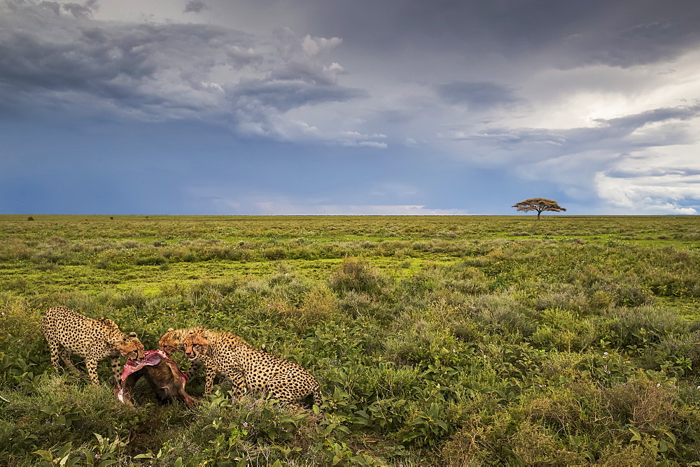 Cheetahs (Acinonyx jubatus) eating a wildbeest, Ndutu, Tanzania