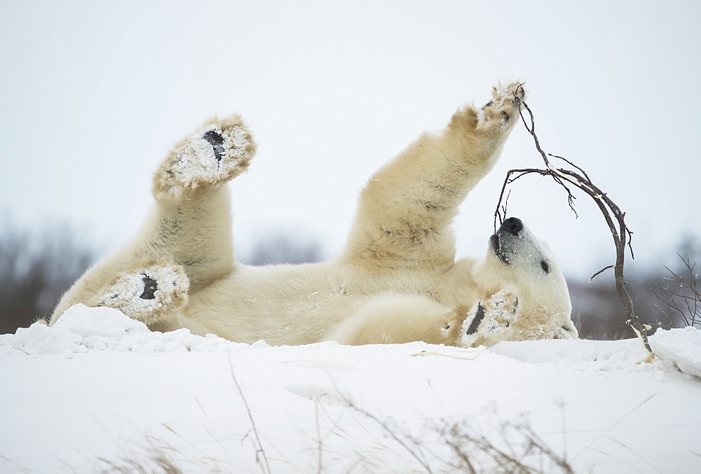 Polar bear (Ursus maritimus) playing with a stick in the snow, Churchill, Manitoba, Canada