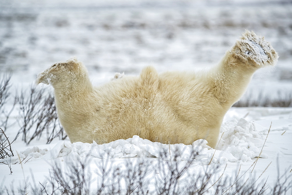 Polar bear (Ursus maritimus) lying down playing in the snow, Churchill, Manitoba, Canada