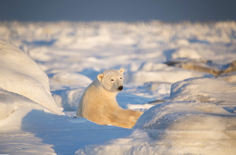 Polar bear (Ursus maritimus) sitting in the snow at sunset looking back towards the camera, Churchill, Manitoba, Canada