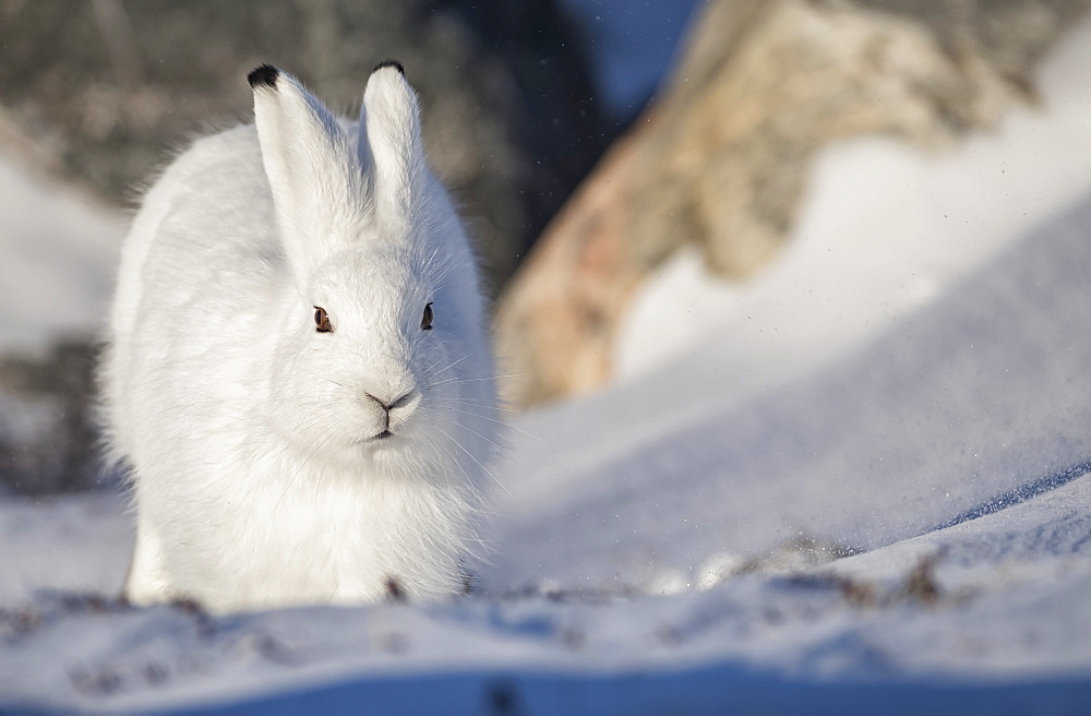 Arctic hare (Lepus arcticus) in the snow, Churchill, Manitoba, Canada