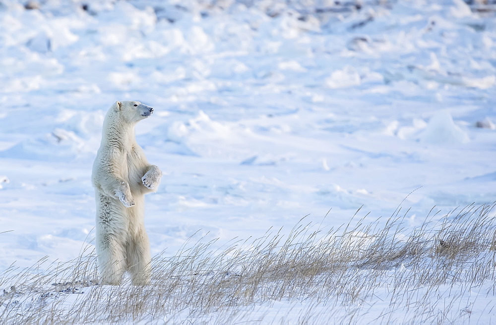 Polar bear (Ursus maritimus) standing in the snow looking beautiful, Churchill, Manitoba, Canada