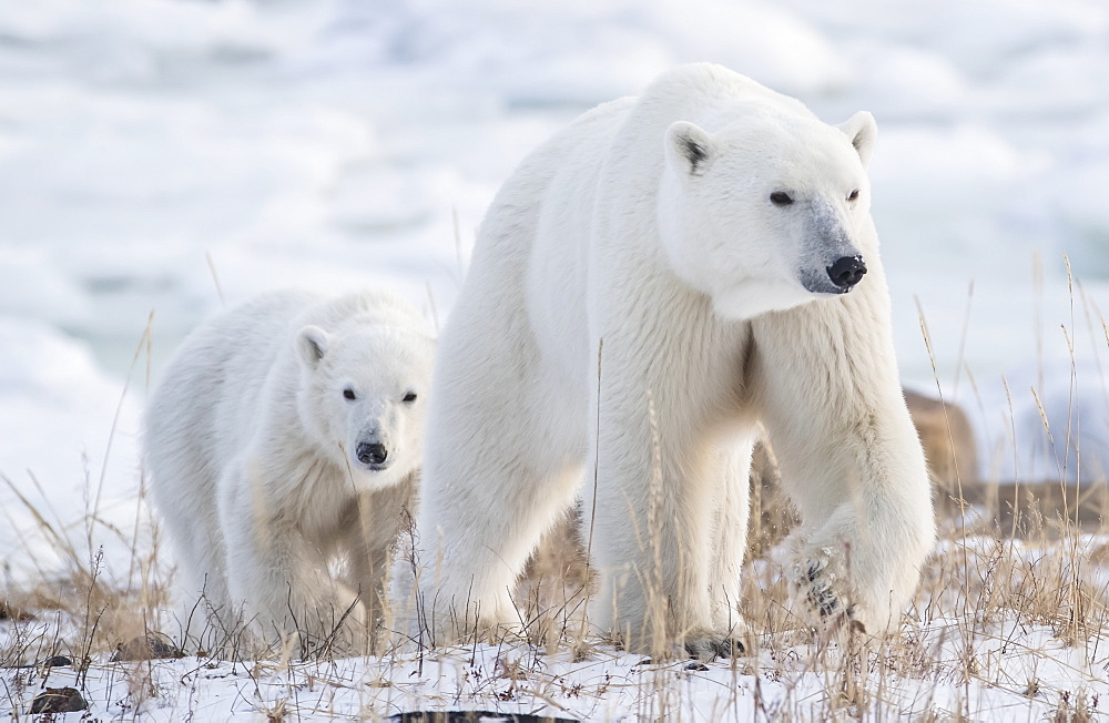 Mother and cub Polar bears (Ursus maritimus) walking in the snow, Churchill, Manitoba, Canada