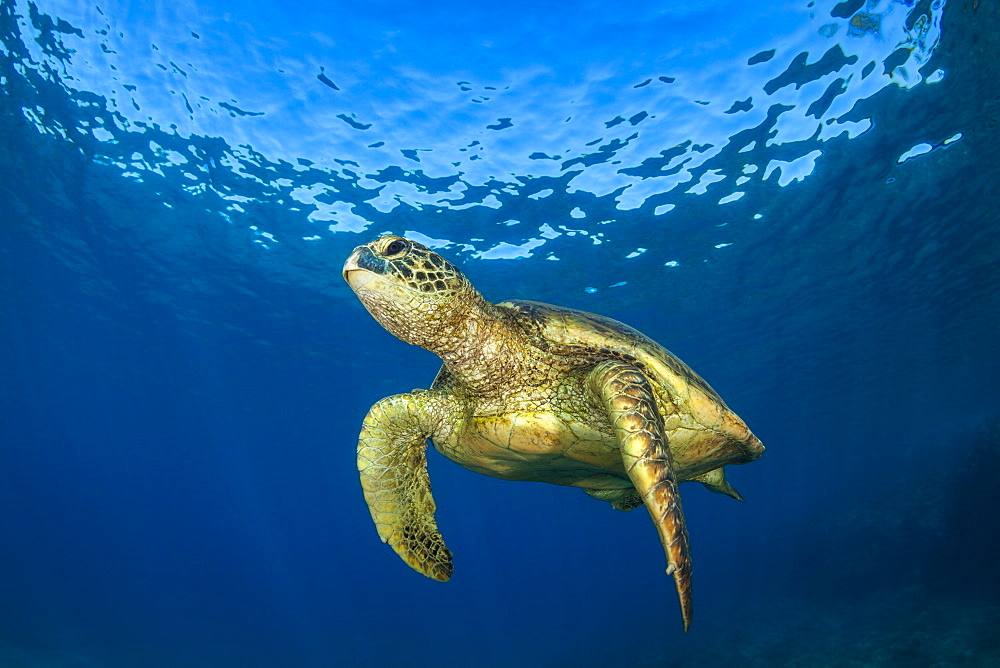 Hawaiian Green Sea Turtle (Chelonia mydas), Maui, Hawaii, United States of America