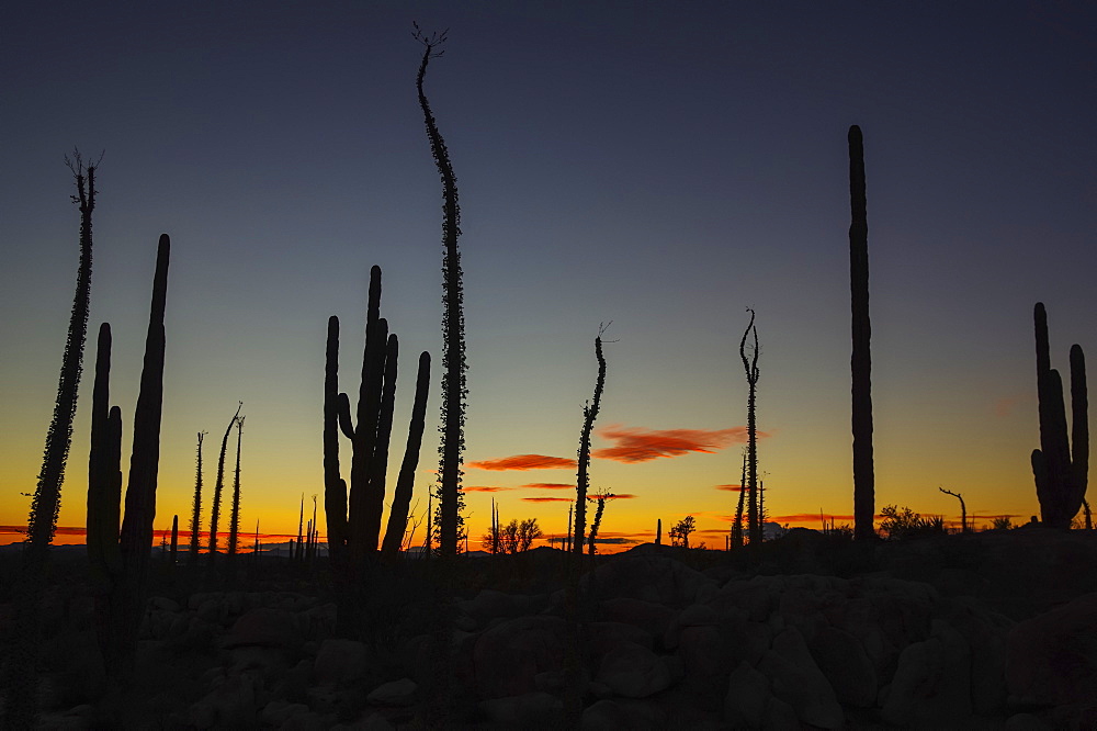 Silhouetted cactus plants in a glowing sunset, Catavina, Baja California, Mexico