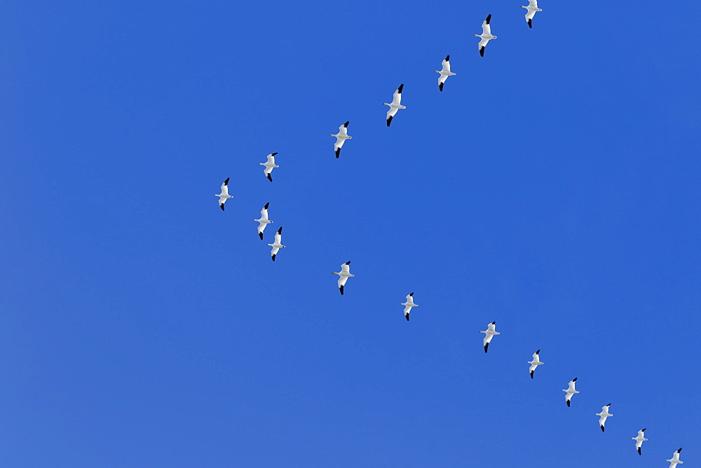 Snow geese (Anser caerulescens) in formation during migration, Klamath Basin National Wildlife Refuge, Merrill, Oregon, United States of America