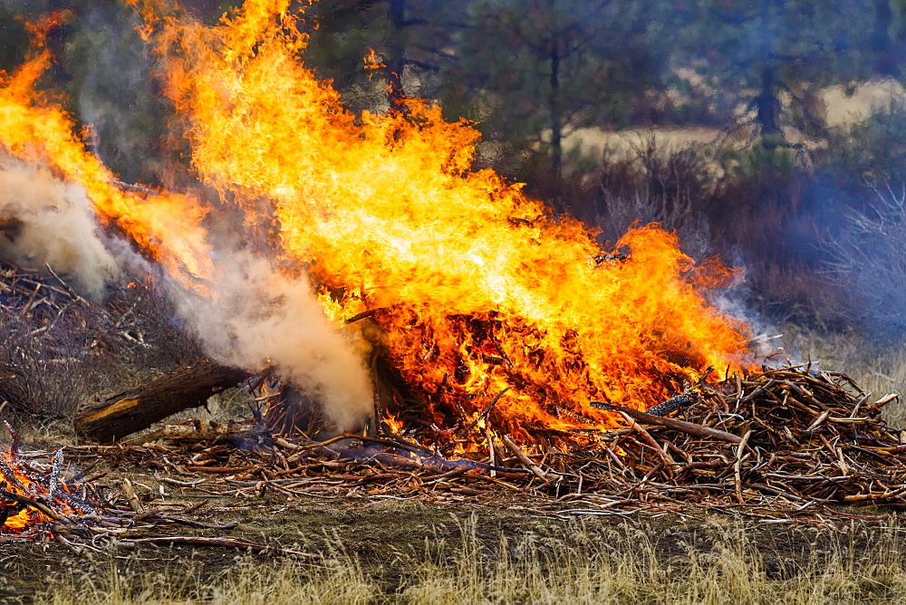 Forest fire prescribed burn, Dairy, Oregon, United States of America