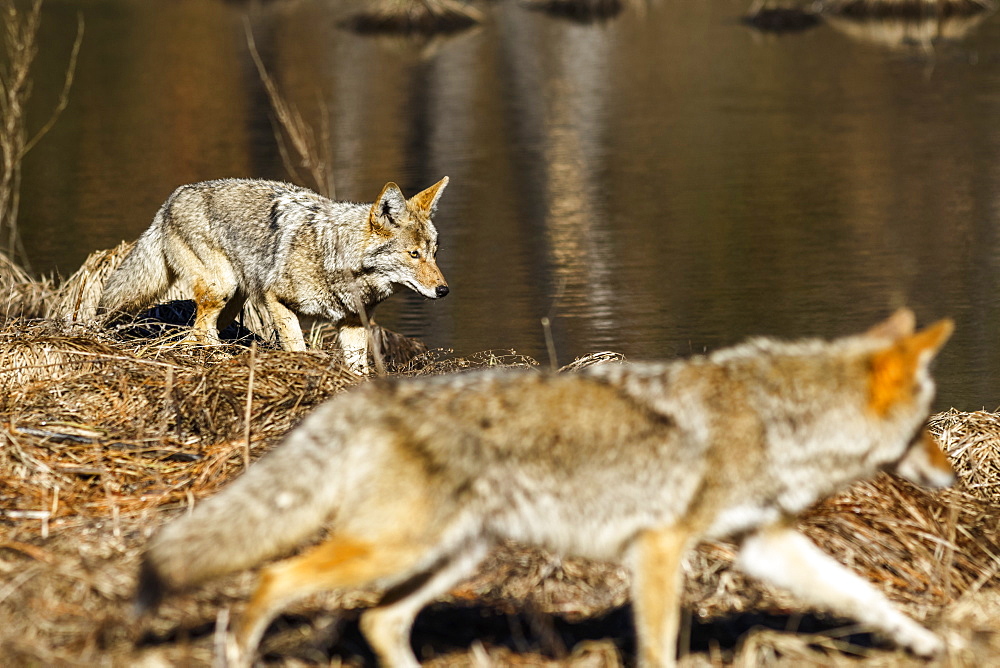 Coyote (Canis latrans) hunting in Yosemite Valley, Yosemite National Park, California, United States of America