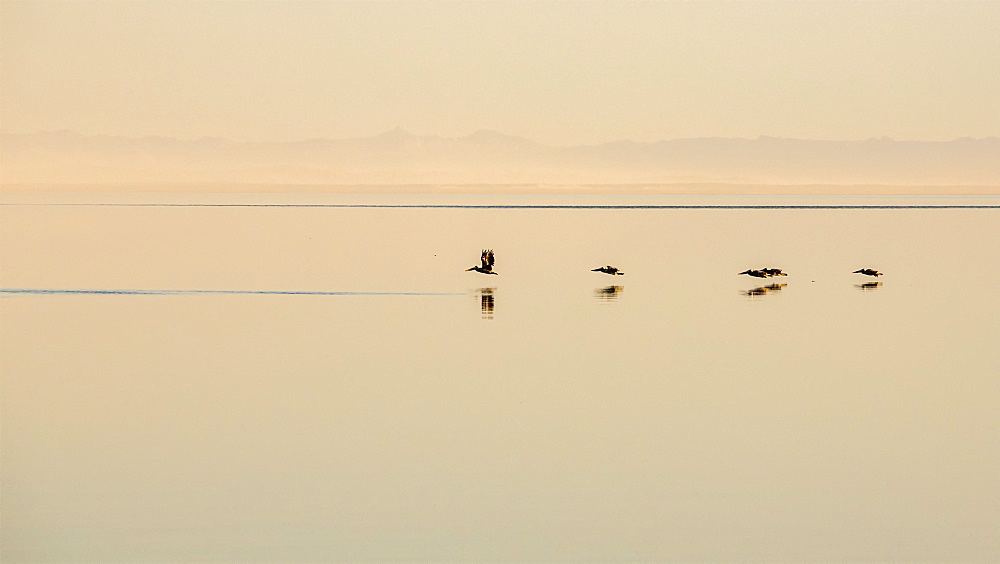 Pelicans flying low with their reflections on the tranquil surface of water, Point Roberts, California, United States of America