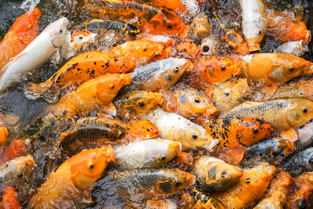 Abundance of Koi in a pond, Hue, Thua Thien-Hue, Vietnam