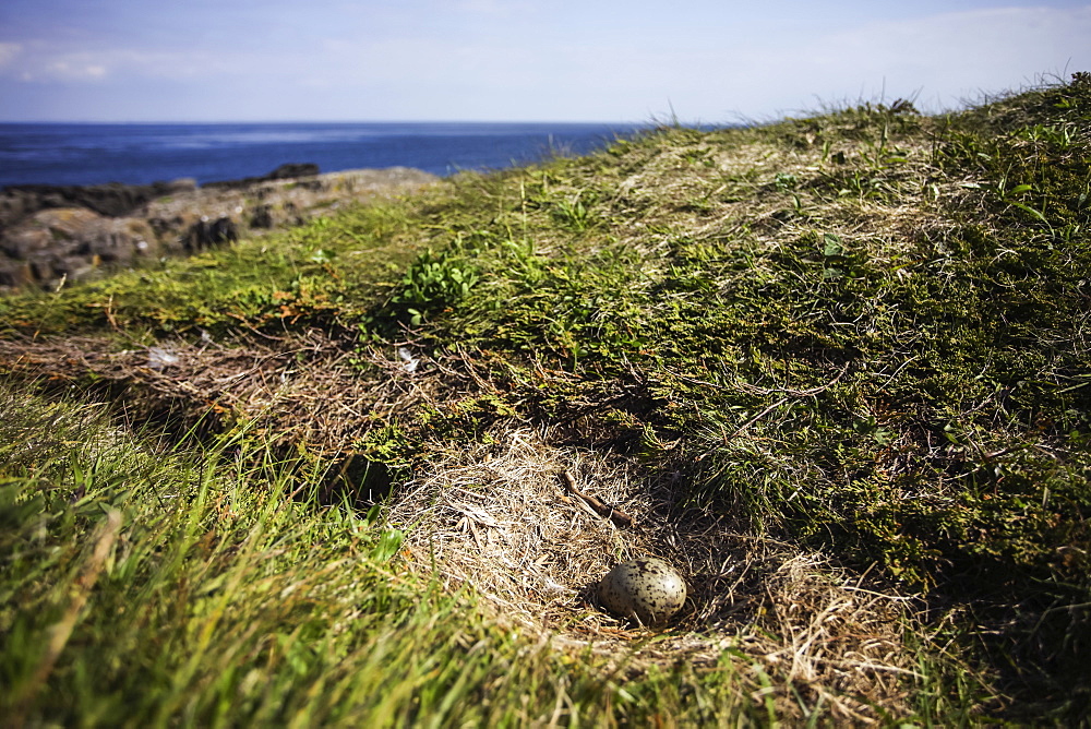 Gull egg in nest, Brier Island, Nova Scotia, Canada