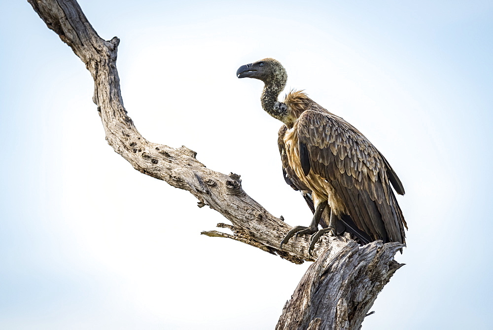 White-backed vulture (Gyps africanus) on dead tree stump, Tarangire National Park, Tanzania