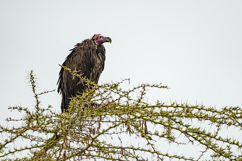 Lappet-faced vulture (Torgos tracheliotos) hunched over in acacia branch, Ngorongoro Crater, Tanzania