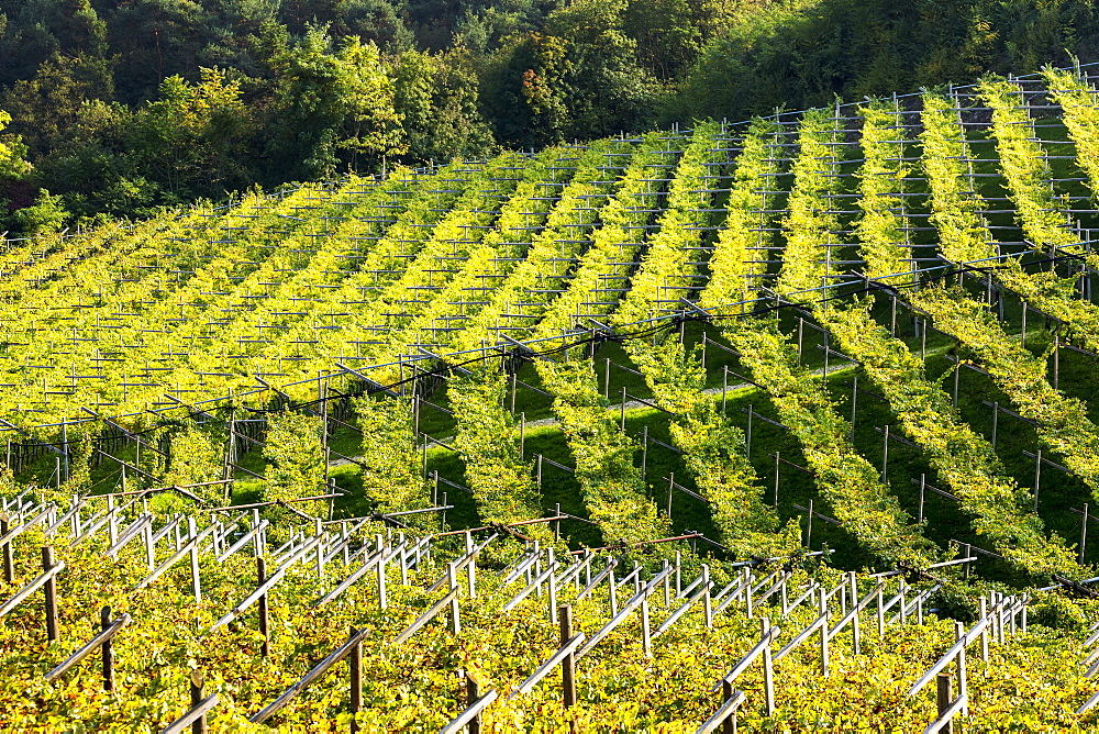 Rows of grapevines on rolling hills, Calder, Bolzano, Italy