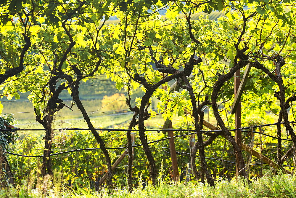 Rows of grapevines in a vineyard, Calder, Bolzano, Italy