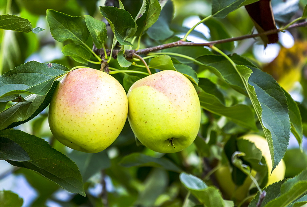 Close-up of a pair of golden apples on a tree branch, Caldaro, Bolzano, Italy