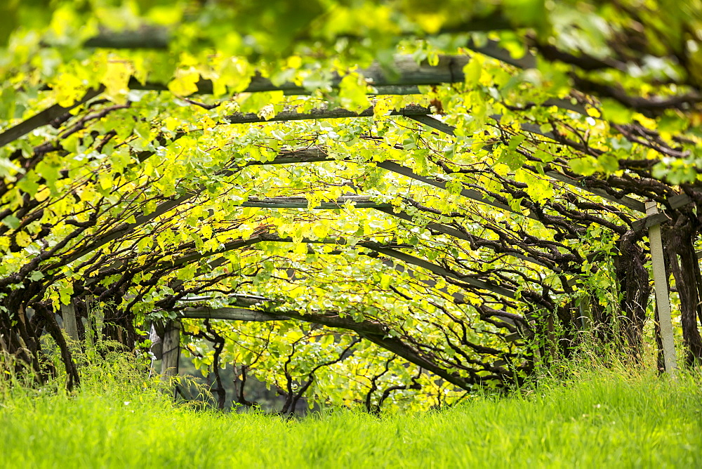 Artist canopy of a row of grape vines with grass growing underneath, Caldaro, Bolzano, Italy