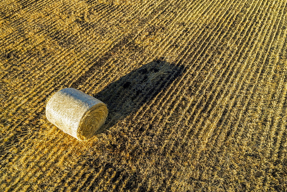 Hay bale in a cut field with long shadow at sunrise, Alberta, Canada