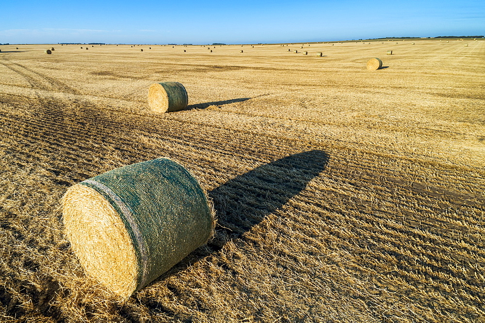 Hay bales in a cut field with long shadows at sunrise and blue sky, Alberta, Canada