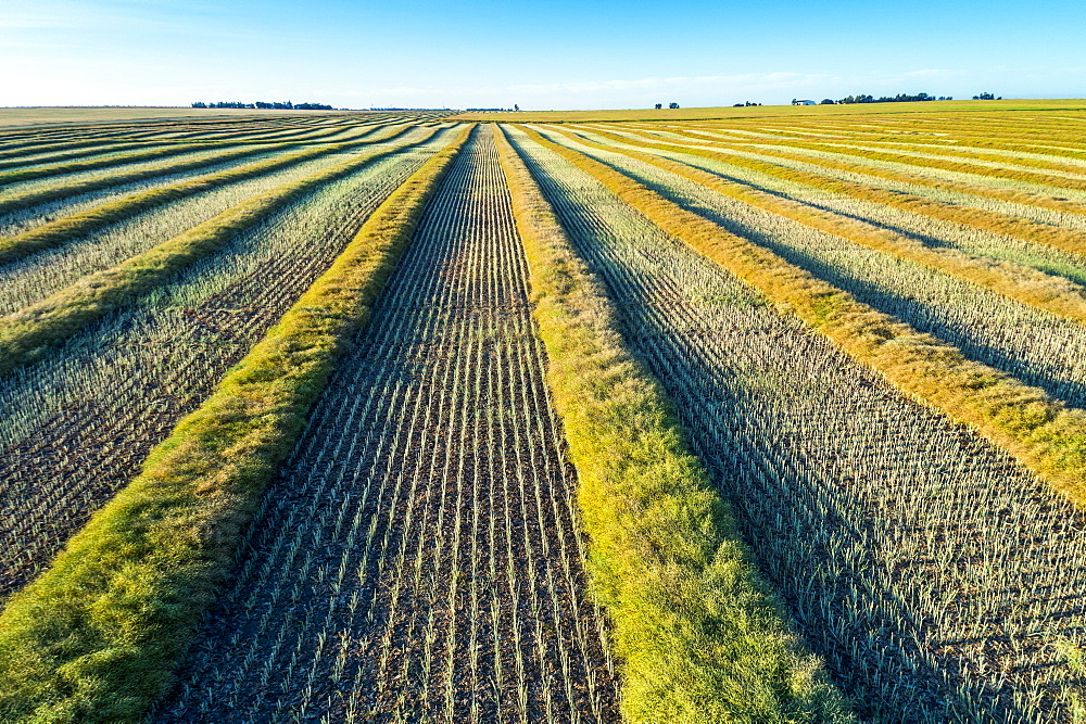 Cut canola harvest lines with blue sky, Blackie, Alberta, Canada