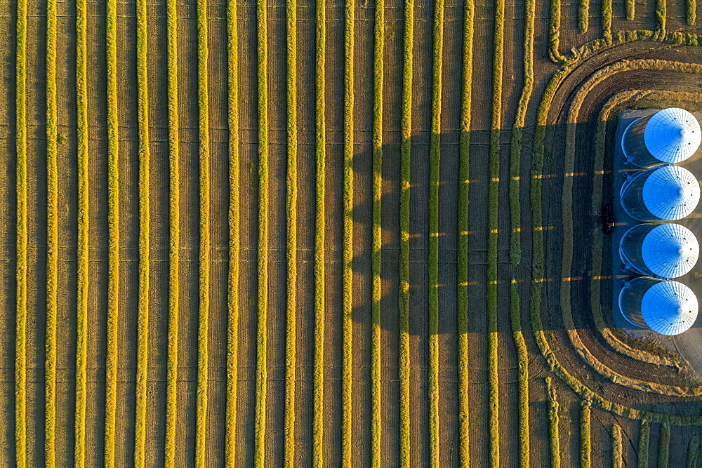 View from directly above of four large metal grain bins and canola harvest lines at sunset with long shadows, Alberta, Canada