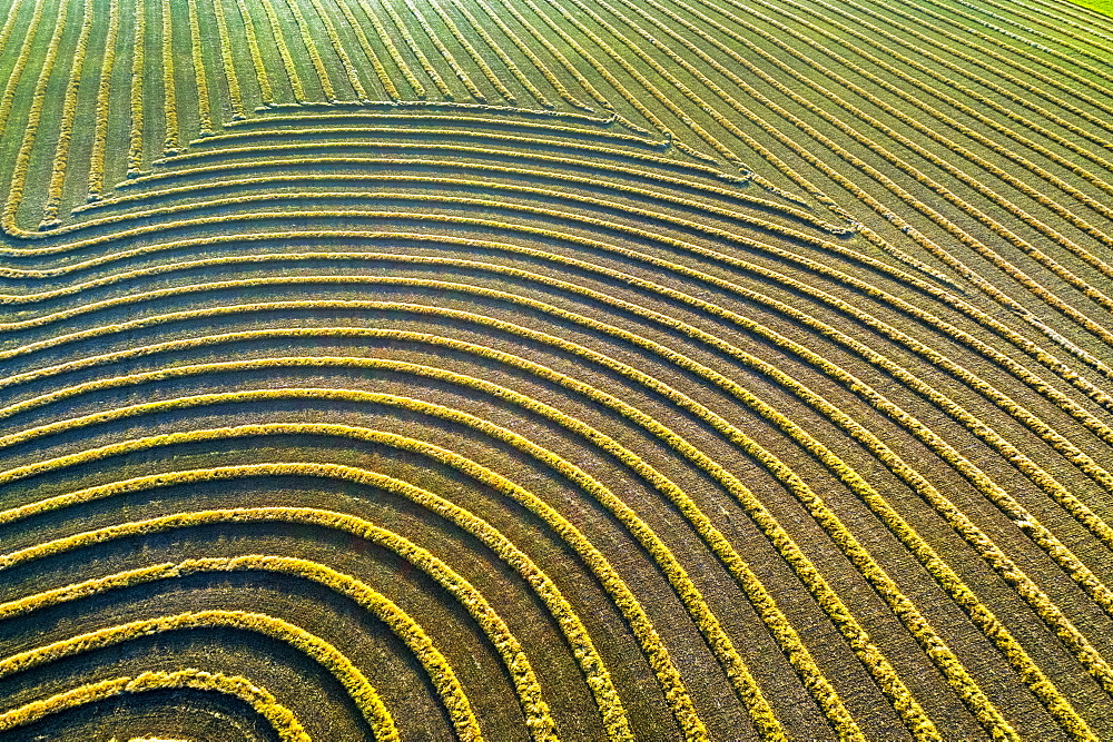 Aerial views of canola harvest lines glowing at sunset, Blackie, Alberta, Canada