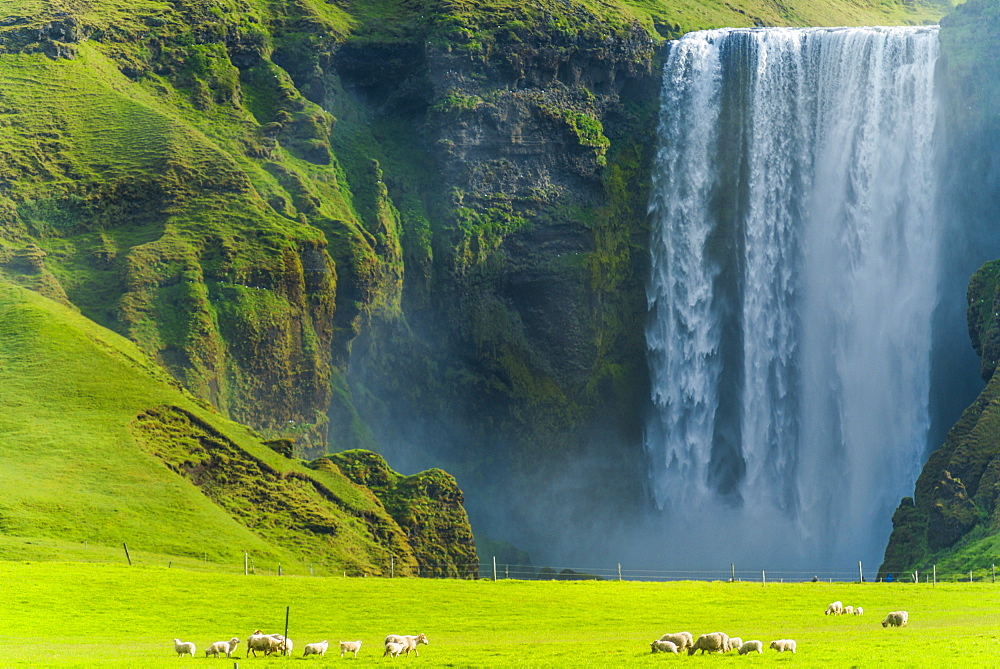 A flock of sheep grazing in a lush green field at Skogafoss waterfall, Skoga, Iceland