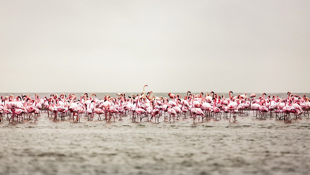 A large flock of flamingos standing in the shallow water of Walvis Bay, Sossusvlei, Hardap Region, Namibia