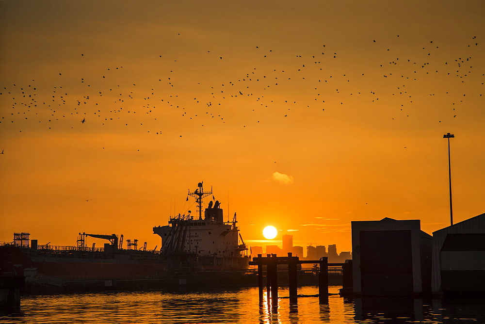 An orange hue is set over Vancouver as the golden sun sets with a silhouette of ships in the harbour and a flock of birds, Vancouver, British Columbia, Canada