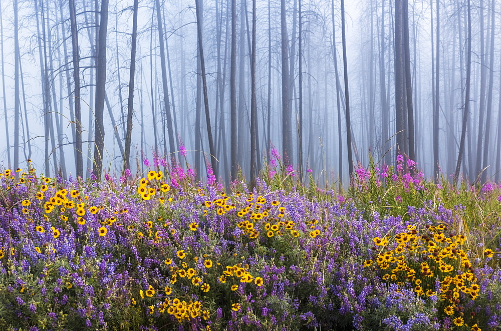 Kettle River Recreation Area bursting with wildflowers after a fire destroyed much of the forest in a fire, British Columbia, Canada