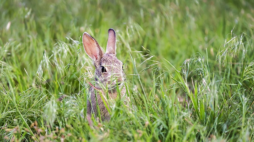 A wild rabbit, Eastern Cottontail (Sylvilagus floridanus), Denver, Colorado, United States of America