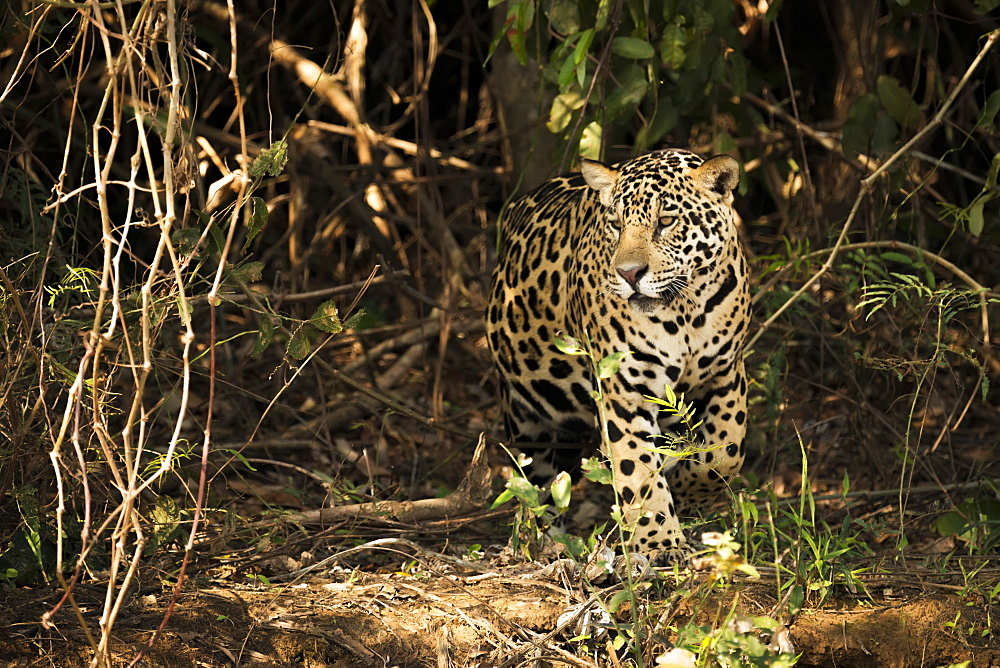 A Jaguar (Panthera onca) is prowling through dense forest in Brazil. It has a yellowish-brown coat with black spots and golden brown eyes, Pantanal, Mato Grosso do Sul, Brazil