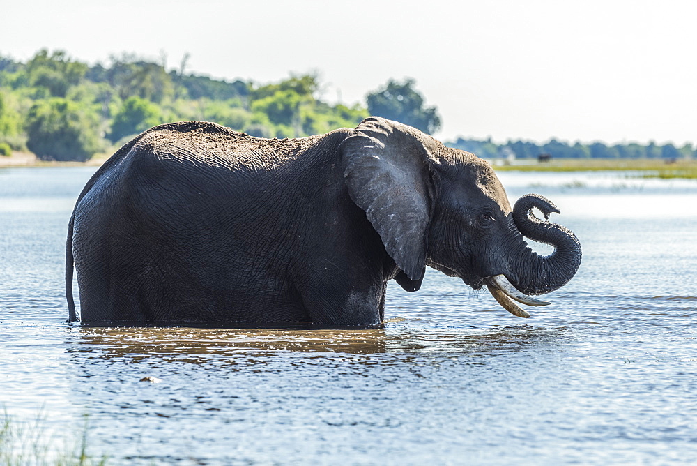 African Bush Elephant (Loxodonta africana) standing in river folds up trunk, Botswana