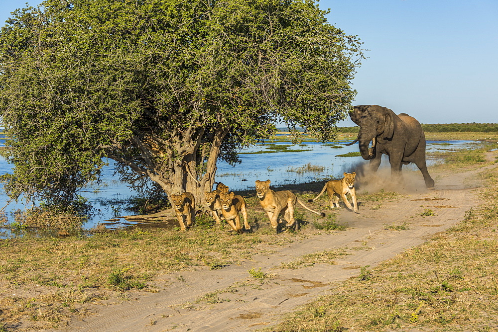 African Bush Elephant (Loxodonta Africana) chases six lions (Panthera Leo) away beside river, Botswana