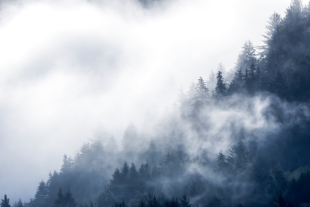 Clouds shroud the forest on a hillside in Siletz Bay National Wildlife Refuge, Lincoln City, Oregon, United States of America