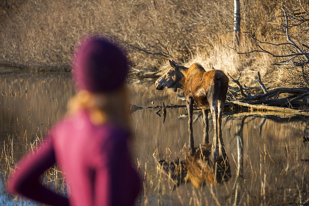 A young woman blurred in the foreground as she stands watching a cow moose (alces alces) in the pond nearby, Anchorage, Alaska, United States of America