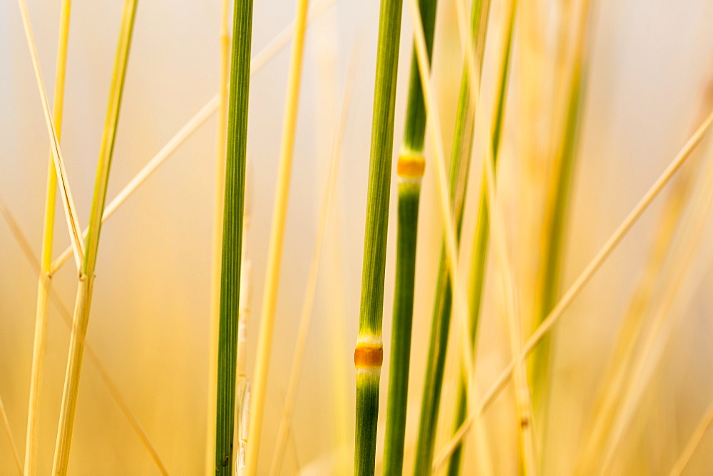 Extreme close-up of tall grasses in gold and green, Naramata, British Columbia, Canada