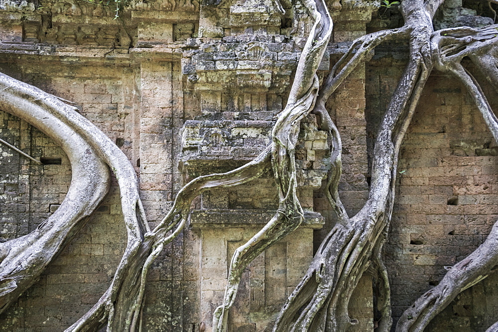 Prasat Chrey (Structure N18) engulfed by the roots of a fig tree in Prasat Sambor, the North Group, Sambor Prei Kuk, Kompong Thom, Cambodia