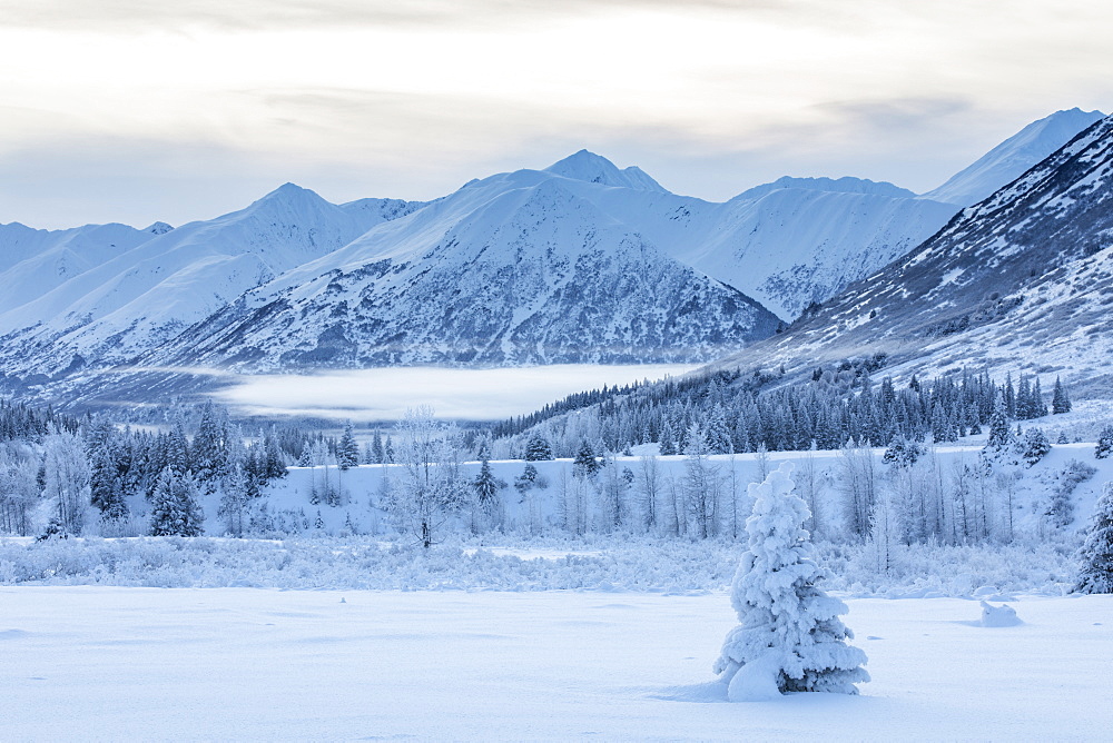 A single spruce tree covered in fresh snow stands in front of a mountainside blanketed in white snow and low clouds, Turnagain Pass, Kenai Peninsula, South-central Alaska, Alaska, United States of America