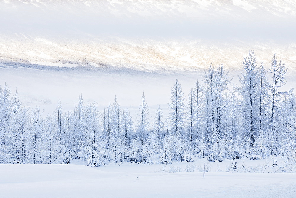 Warm afternoon sunlight bathes the distant mountains in-between low clouds obscuring the hillside, hoar frost covered birch trees lining the shaded foreground, Turnagain Pass, Kenai Peninsula, South-central Alaska, Alaska, United States of America