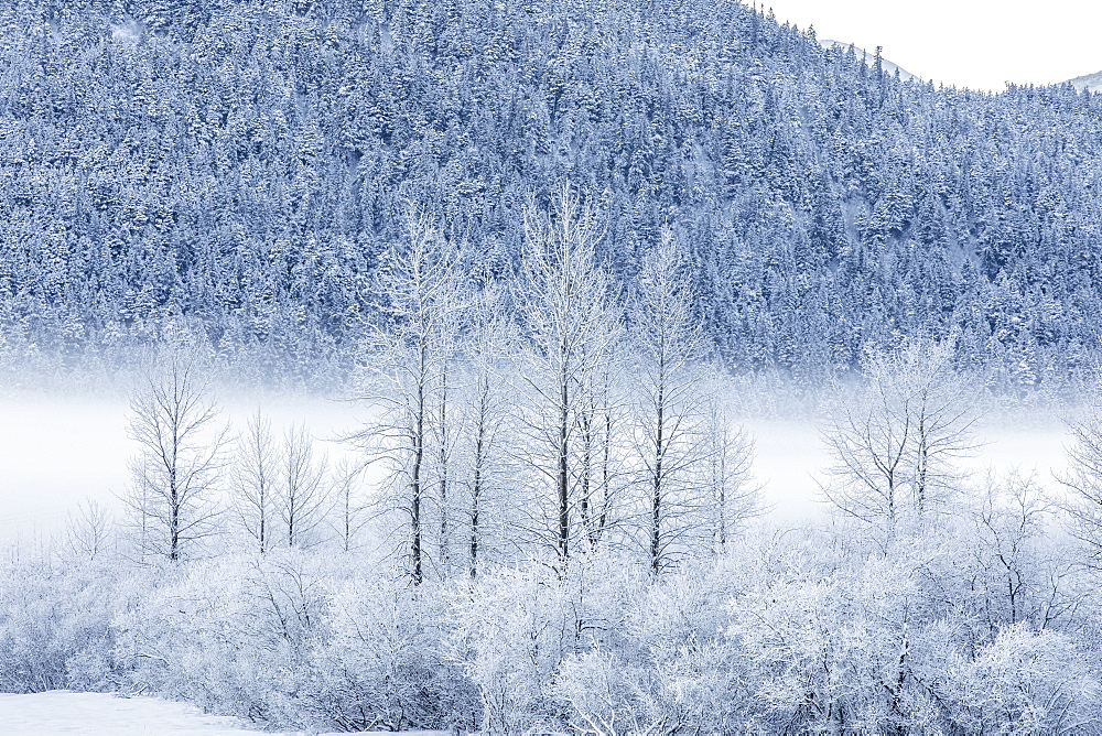 Hoar frost covers birch trees in a wintery landscape with a hillside of evergreen trees in the background, Seward Highway, South-central Alaska, Portage, Alaska, United States of America